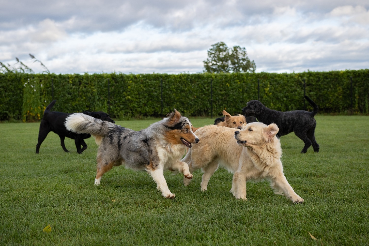 Honden-5.jpg