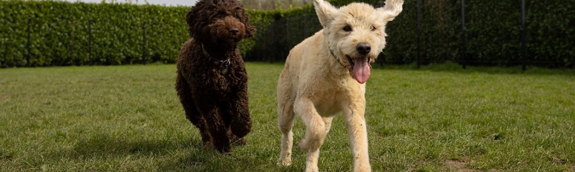 Honden